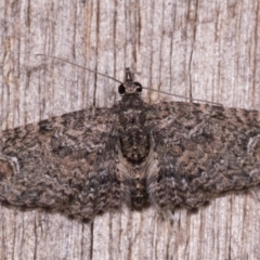 Pasiphilodes testulata (Pome looper) at Melba, ACT - 12 May 2021 by kasiaaus