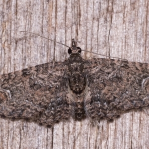 Chloroclystis filata at Melba, ACT - 12 May 2021