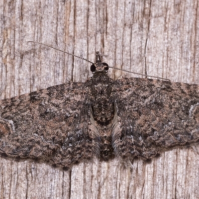 Pasiphilodes testulata (Pome looper) at Melba, ACT - 12 May 2021 by kasiaaus