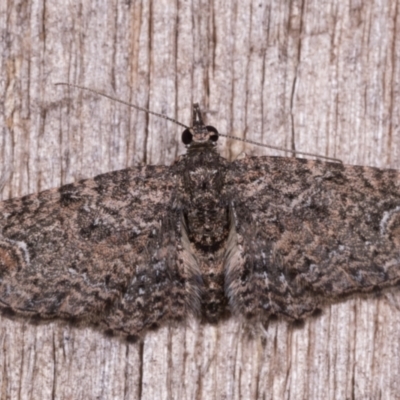 Chloroclystis filata (Filata Moth, Australian Pug Moth) at Melba, ACT - 12 May 2021 by kasiaaus