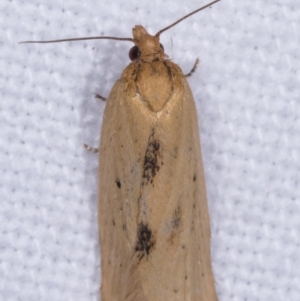 Tortricinae (subfamily) at Melba, ACT - 12 May 2021