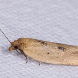 Tortricinae (subfamily) at Melba, ACT - 12 May 2021 07:23 PM