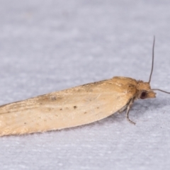 Tortricinae (subfamily) at Melba, ACT - 12 May 2021