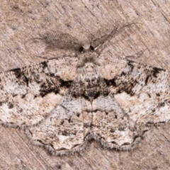 Unplaced externaria (Mahogany Bark Moth) at Melba, ACT - 12 May 2021 by kasiaaus