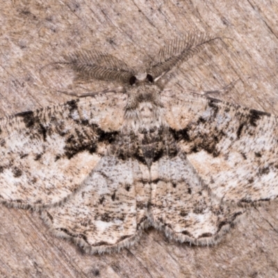 Unplaced externaria (Mahogany Bark Moth (formerly Hypomecis externaria)) at Melba, ACT - 12 May 2021 by kasiaaus
