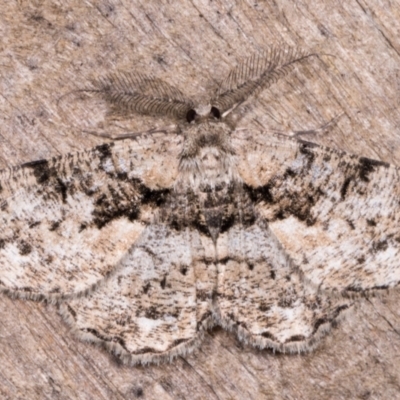 Unplaced externaria (Mahogany Bark Moth) at Melba, ACT - 12 May 2021 by kasiaaus