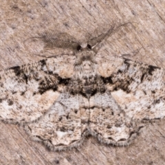 Unplaced externaria (Mahogany Bark Moth (formerly Hypomecis externaria)) at Melba, ACT - 12 May 2021 by kasiaaus