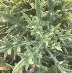 Cirsium vulgare (Spear Thistle) at Hughes, ACT - 11 May 2021 by Tapirlord