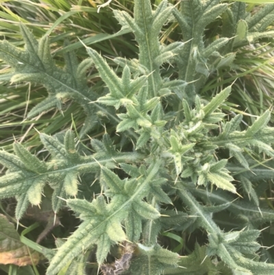 Cirsium vulgare (Spear Thistle) at Hughes, ACT - 11 May 2021 by Tapirlord