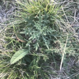 Cirsium vulgare at Hughes, ACT - 11 May 2021