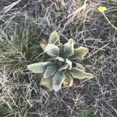 Verbascum thapsus subsp. thapsus (Great Mullein, Aaron's Rod) at Red Hill to Yarralumla Creek - 11 May 2021 by Tapirlord