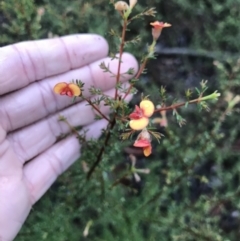 Dillwynia phylicoides (A Parrot-pea) at O'Connor, ACT - 23 Mar 2021 by MattFox