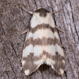 Thallarcha trissomochla at Melba, ACT - 12 May 2021