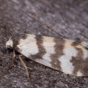 Thallarcha trissomochla at Melba, ACT - 12 May 2021