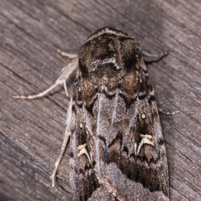 Proteuxoa oxygona (White-lined Noctuid) at Melba, ACT - 12 May 2021 by kasiaaus