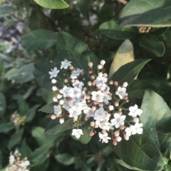 Viburnum tinus (Laurustinus) at Red Hill to Yarralumla Creek - 11 May 2021 by Tapirlord