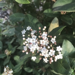 Viburnum tinus at Hughes, ACT - 11 May 2021