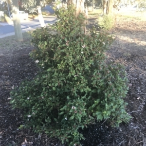 Viburnum tinus at Hughes, ACT - 11 May 2021