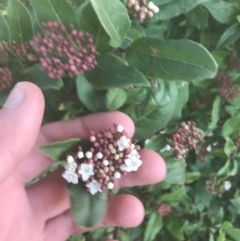 Viburnum tinus at Hughes, ACT - 11 May 2021