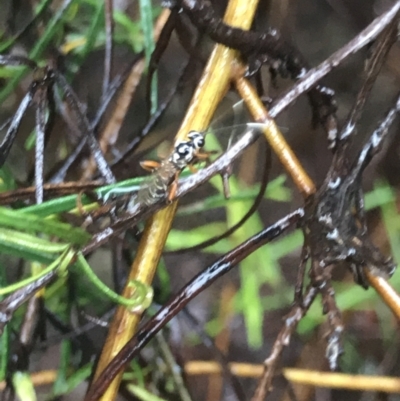 Glabridorsum stokesii (A parasitic wasp) at Dryandra St Woodland - 22 Mar 2021 by MattFox