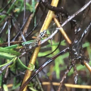 Glabridorsum stokesii at O'Connor, ACT - 23 Mar 2021