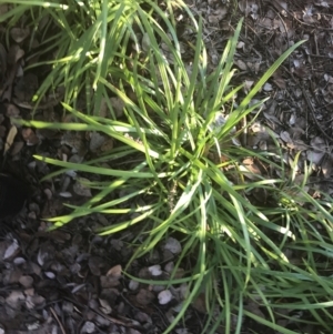 Liriope muscari at Hughes, ACT - 11 May 2021