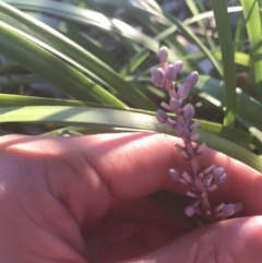 Liriope muscari at Hughes, ACT - 11 May 2021