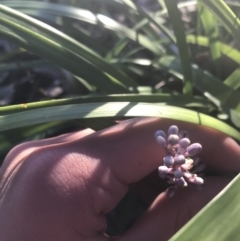 Liriope muscari at Hughes, ACT - 11 May 2021