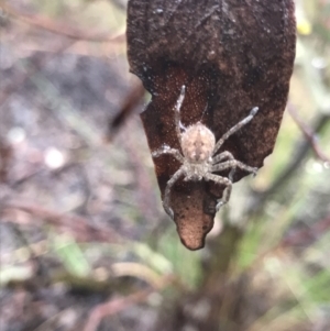 Sparassidae (family) at O'Connor, ACT - 23 Mar 2021 10:52 AM