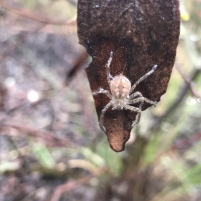 Sparassidae (family) (A Huntsman Spider) at Dryandra St Woodland - 22 Mar 2021 by MattFox