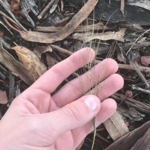 Austrostipa scabra at Hughes, ACT - 11 May 2021 04:42 PM