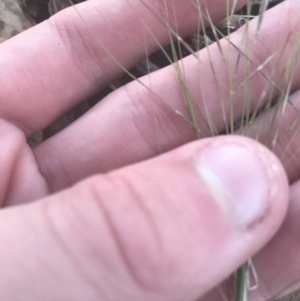 Austrostipa scabra at Hughes, ACT - 11 May 2021