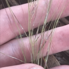 Austrostipa scabra at Hughes, ACT - 11 May 2021 04:42 PM