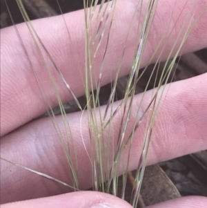 Austrostipa scabra at Hughes, ACT - 11 May 2021 04:42 PM