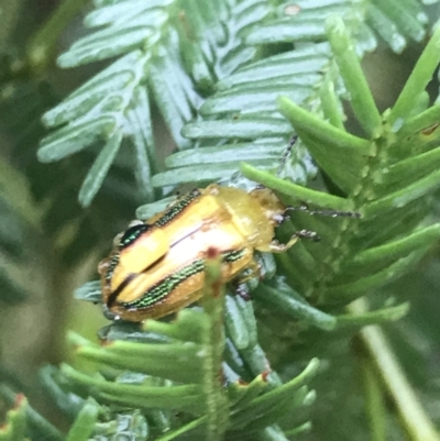 Calomela juncta (Leaf beetle) at Dryandra St Woodland - 22 Mar 2021 by MattFox