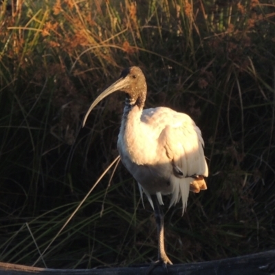 Threskiornis molucca (Australian White Ibis) at Tuggeranong Creek to Monash Grassland - 4 Mar 2021 by michaelb