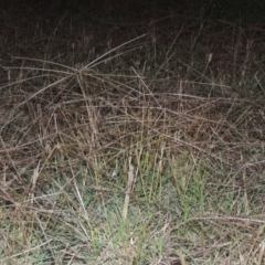 Chloris truncata (Windmill Grass) at Monash, ACT - 4 Mar 2021 by MichaelBedingfield