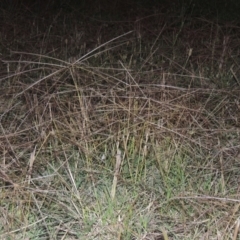 Chloris truncata (Windmill Grass) at Isabella Pond - 4 Mar 2021 by michaelb