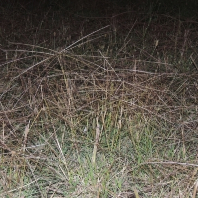Chloris truncata (Windmill Grass) at Isabella Pond - 4 Mar 2021 by michaelb