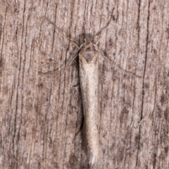 Philobota pilipes (A concealer moth) at Melba, ACT - 12 May 2021 by kasiaaus