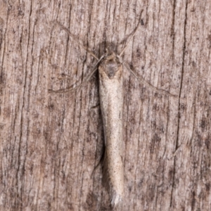 Philobota brachypterous female species at Melba, ACT - 13 May 2021