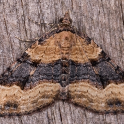 Epyaxa subidaria (Subidaria Moth) at Melba, ACT - 13 May 2021 by kasiaaus