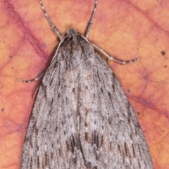 Chlenias banksiaria group (A Geometer moth) at Melba, ACT - 13 May 2021 by kasiaaus