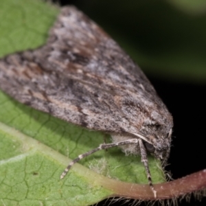 Chlenias banksiaria group at Melba, ACT - 13 May 2021