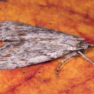 Chlenias banksiaria group at Melba, ACT - 13 May 2021