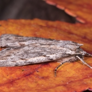 Chlenias banksiaria group at Melba, ACT - 13 May 2021