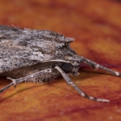 Chlenias banksiaria group at Melba, ACT - 13 May 2021 11:04 PM