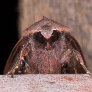 Diarsia intermixta at Melba, ACT - 14 May 2021