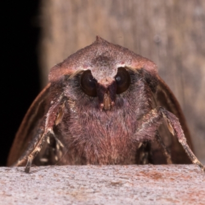Diarsia intermixta (Chevron Cutworm, Orange Peel Moth.) at Melba, ACT - 14 May 2021 by kasiaaus