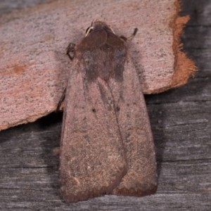 Diarsia intermixta at Melba, ACT - 14 May 2021 11:50 PM